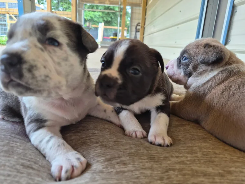 A baby medium-sized male White / Cream Border Collie dog named Oscar for adoption in Livingston, TX