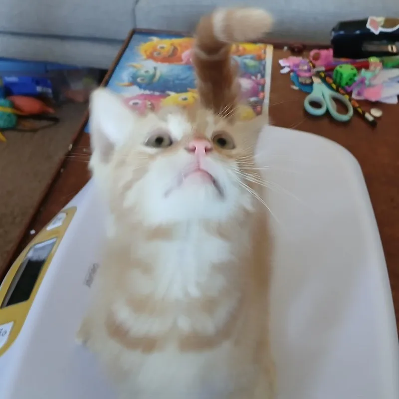 A baby small-sized male Orange / Red Domestic Short Hair cat named Brock for adoption in Irwin, PA