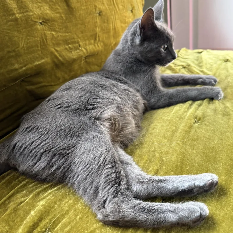 A young medium-sized female Gray / Blue / Silver Domestic Short Hair cat named Sally Black for adoption in Morrison, CO