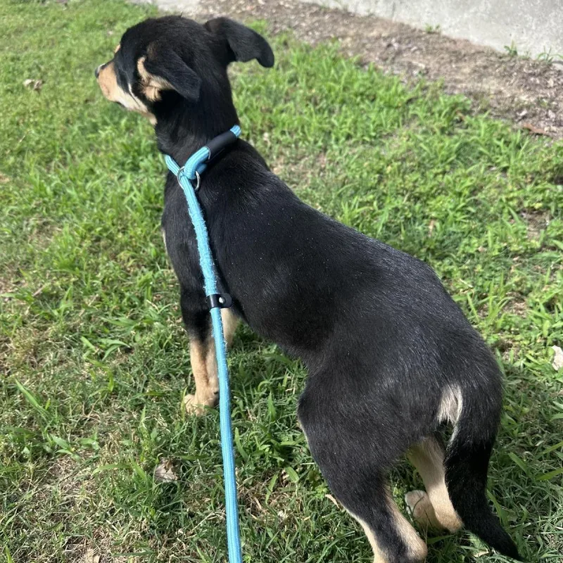 A baby small-sized male Black Shepherd dog named Chester for adoption in Branson, MO
