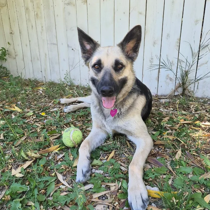 An adult medium-sized female Yellow / Tan / Blond / Fawn German Shepherd Dog dog named Kiba for adoption in Las Vegas, NV
