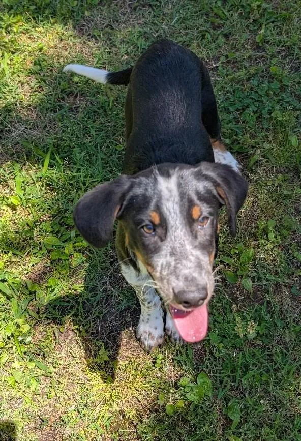 A baby medium-sized male Black Australian Shepherd dog named Goose for adoption in Watertown, CT