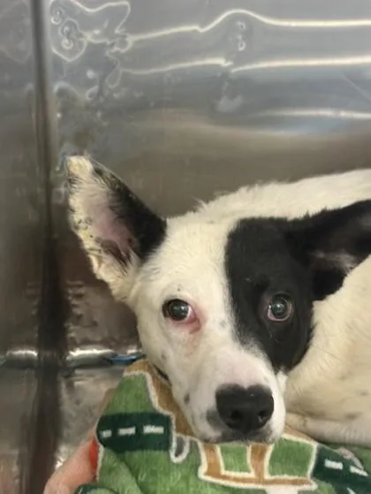 A baby medium-sized female White / Cream Mixed Breed dog named 60925084 for adoption in El Paso, TX