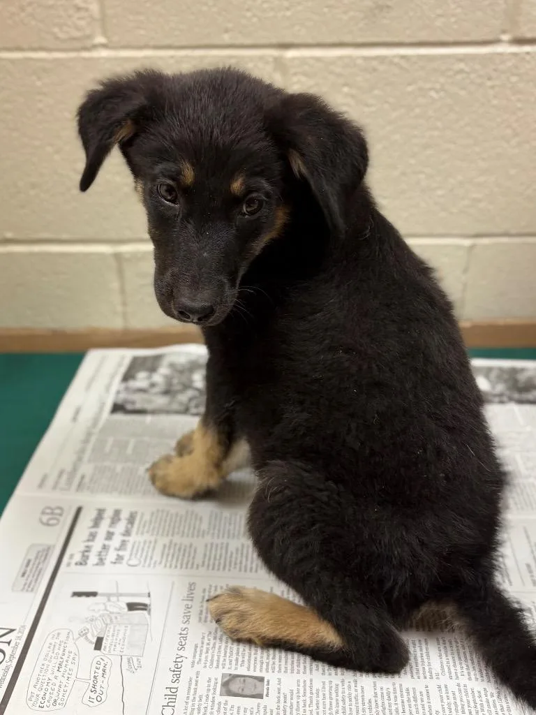 A baby large-sized female Labrador Retriever dog named Springle for adoption in Nacogdoches, TX