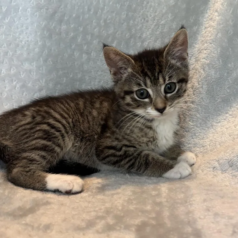 A baby small-sized female Gray / Blue / Silver Domestic Short Hair cat named Bluey for adoption in La Grange, KY