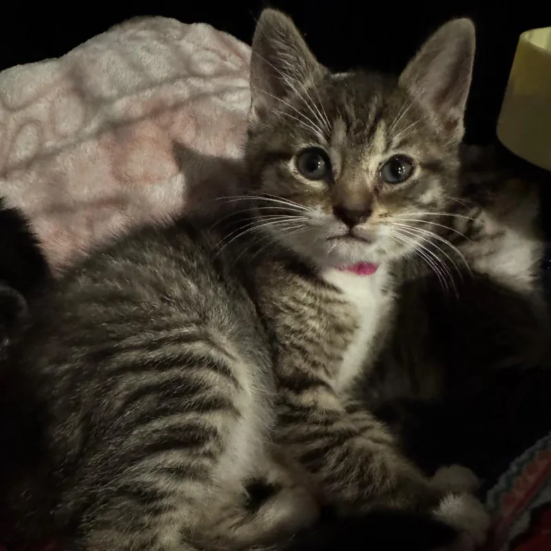 Bluey thumbnail 4