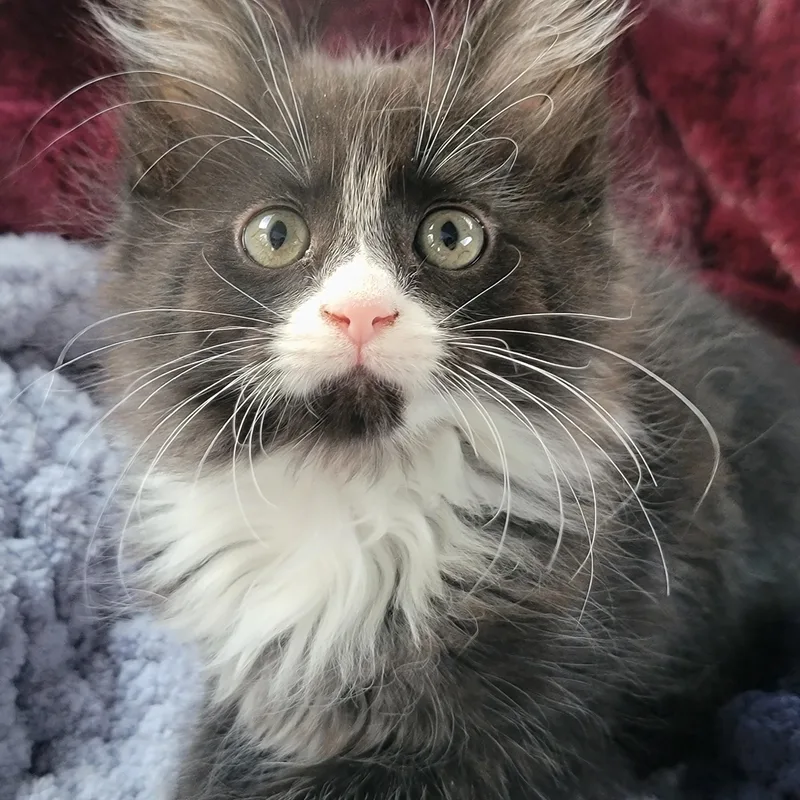 A baby large-sized female Black & White / Tuxedo Domestic Medium Hair cat named Gwen for adoption in Washoe Valley, NV