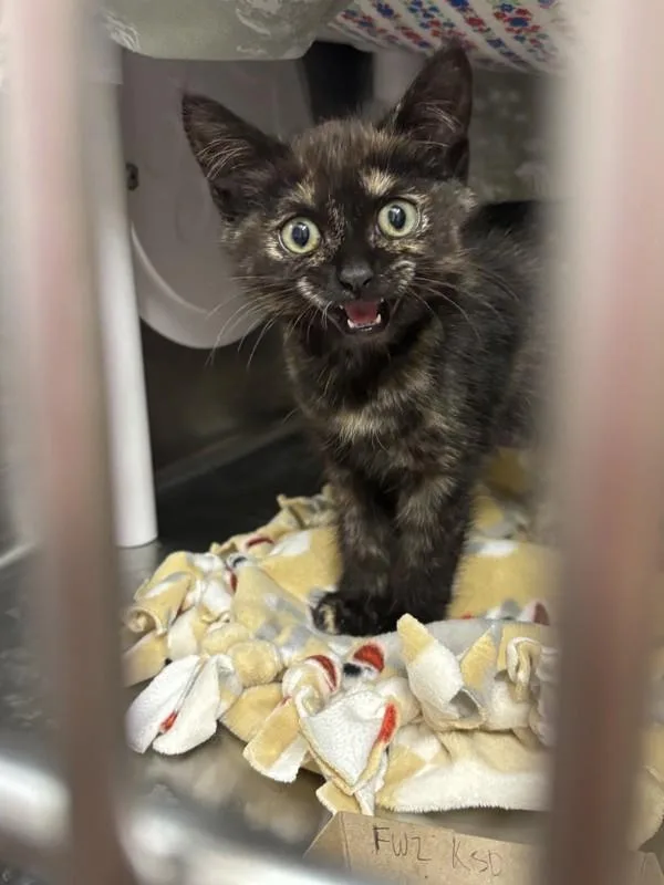 A baby small-sized female Domestic Short Hair cat named Cherry Limeade for adoption in Healdsburg, CA
