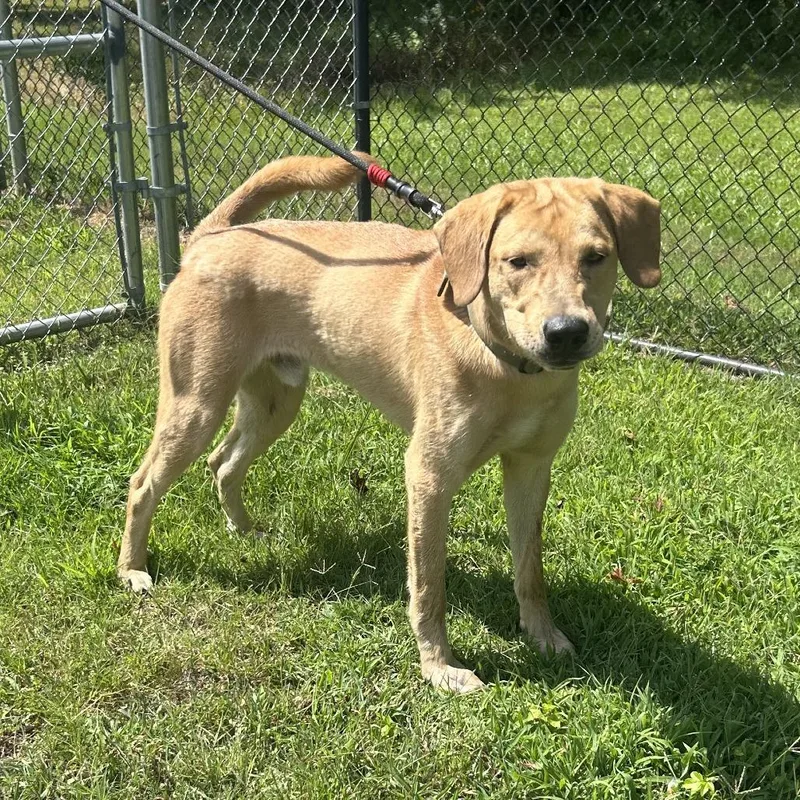 An adult large-sized male Yellow / Tan / Blond / Fawn Labrador Retriever dog named Richie for adoption in Cabot, AR
