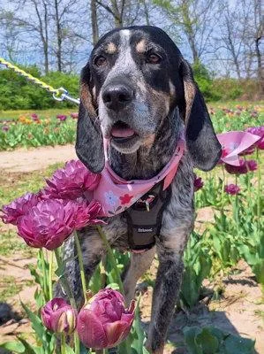 A young large-sized female Bluetick Coonhound dog named Genna for adoption in Leawood, KS