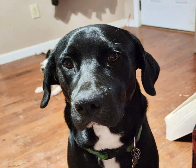 Ryder