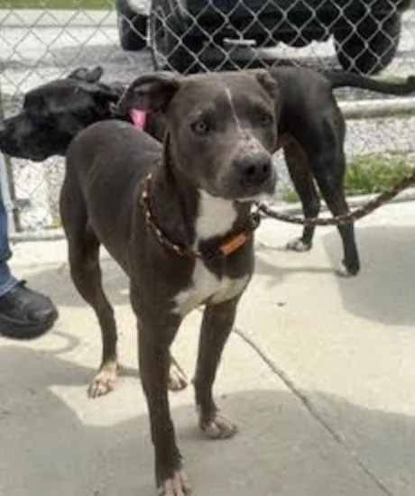 A young large-sized female Black Labrador Retriever dog named Charlotte  A great for adoption in Andover, MA