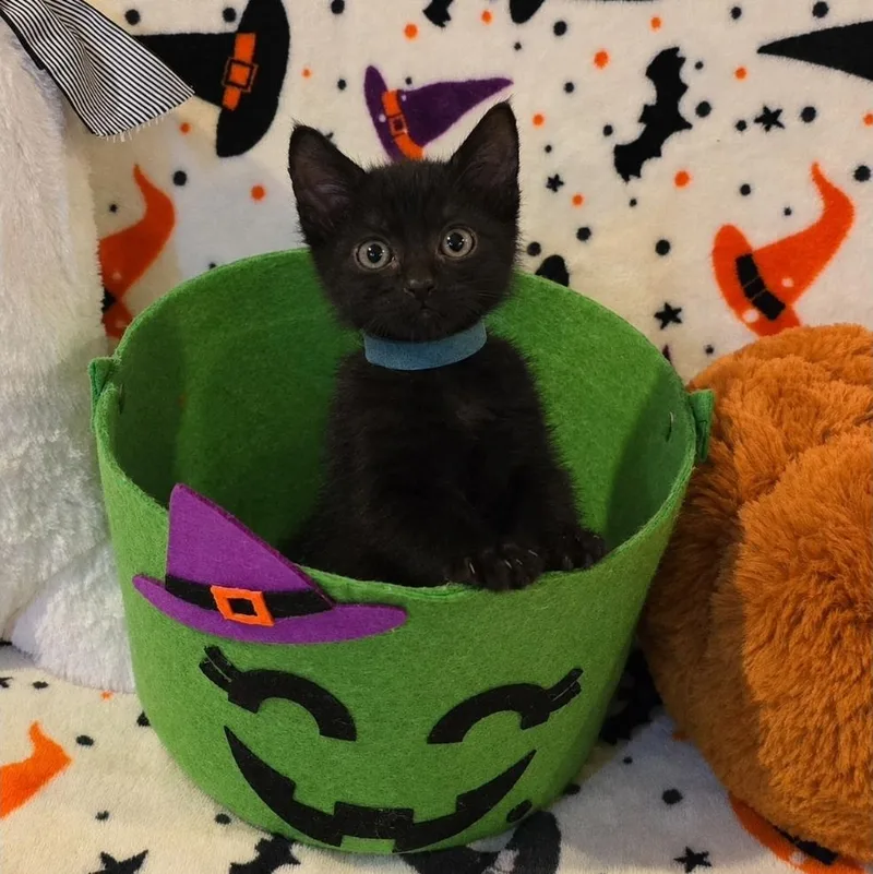 A baby medium-sized male Domestic Short Hair cat named Harbor for adoption in Moriches, NY