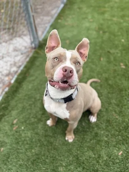An adult medium-sized male Mixed Breed dog named Toast for adoption in Daytona Beach, FL