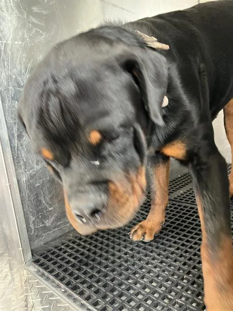 An adult extra large-sized male Mixed Breed dog named Zeus for adoption in Dallas, TX