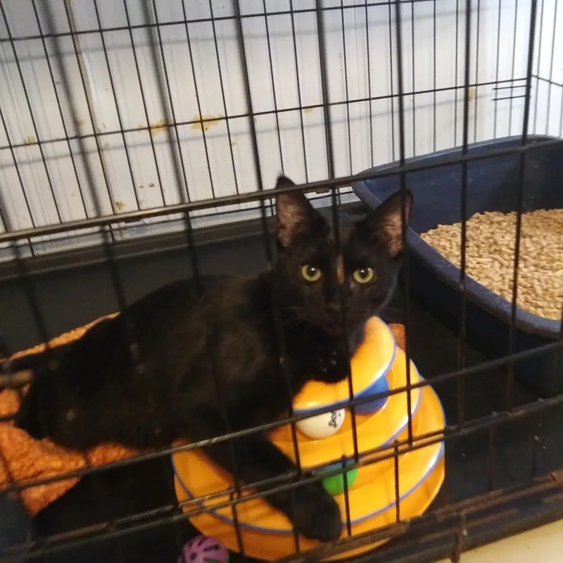 A young medium-sized male Black Domestic Short Hair cat named Rasputin for adoption in Port Wentworth, GA