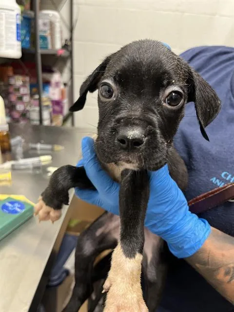 A baby small-sized female Boxer dog named A for adoption in Chula Vista, CA