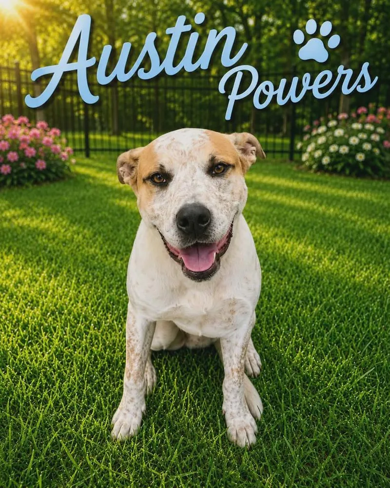 Austin Powers thumbnail 2