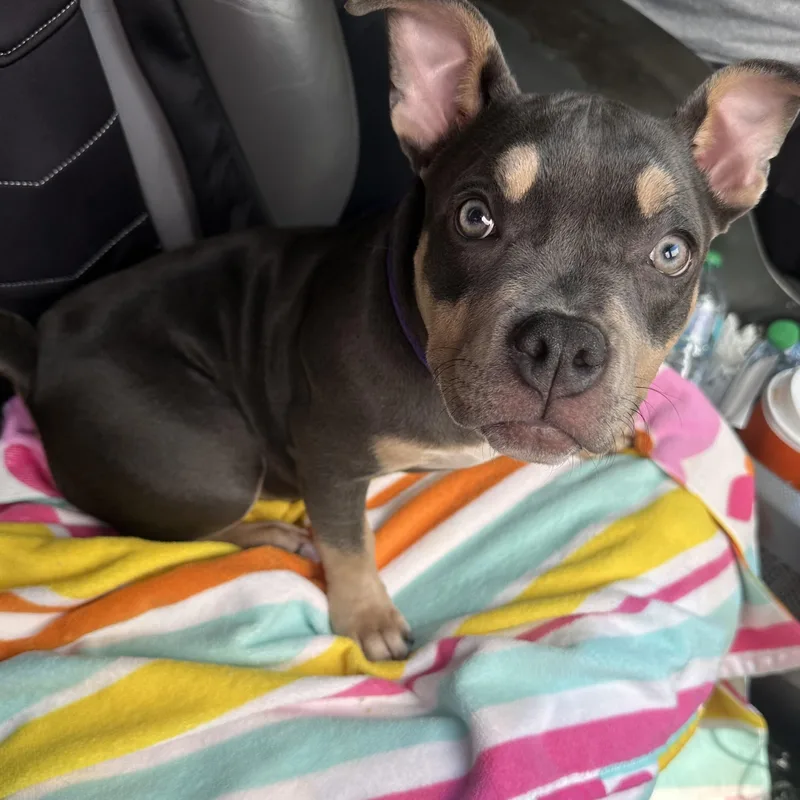 A baby medium-sized female Gray / Blue / Silver American Bully dog named XeXe for adoption in Gainesville, GA