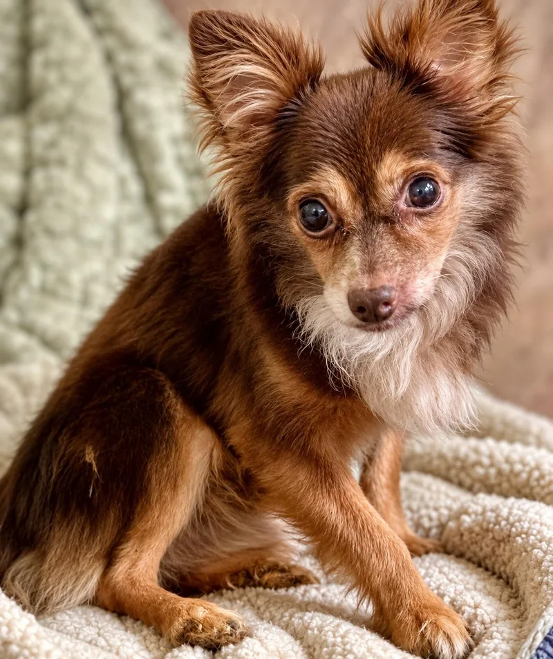 A senior small-sized male Chihuahua dog named Brighton for adoption in Boca Raton, FL