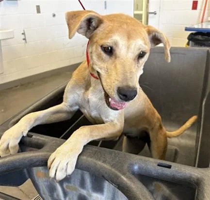 A young large-sized female Labrador Retriever dog named Hydrangea for adoption in Mesa, AZ