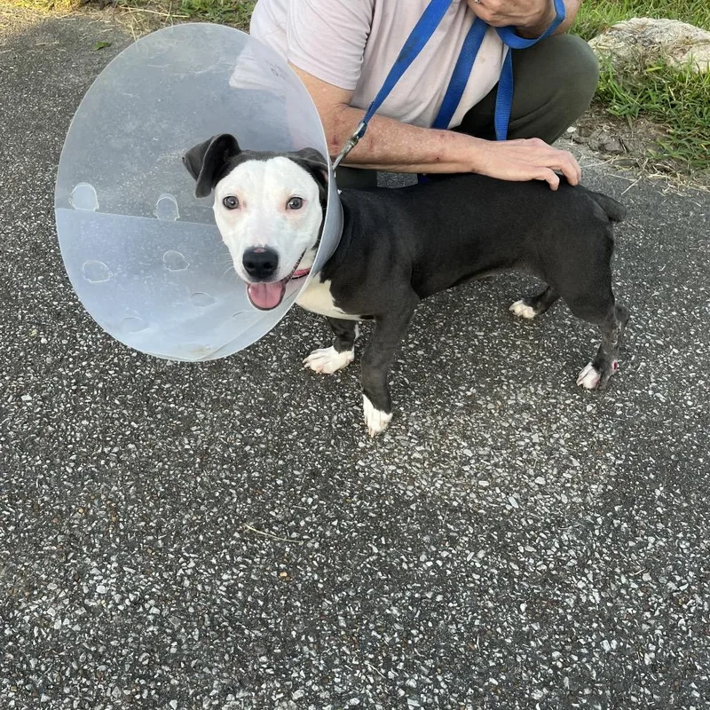 A young small-sized female Gray / Blue / Silver Basset Hound dog named Sadie for adoption in Hohenwald, TN