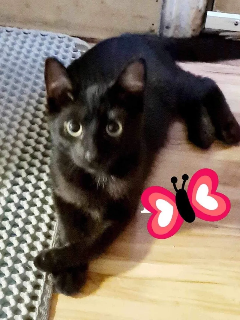 Purrky Indoor Only thumbnail 2