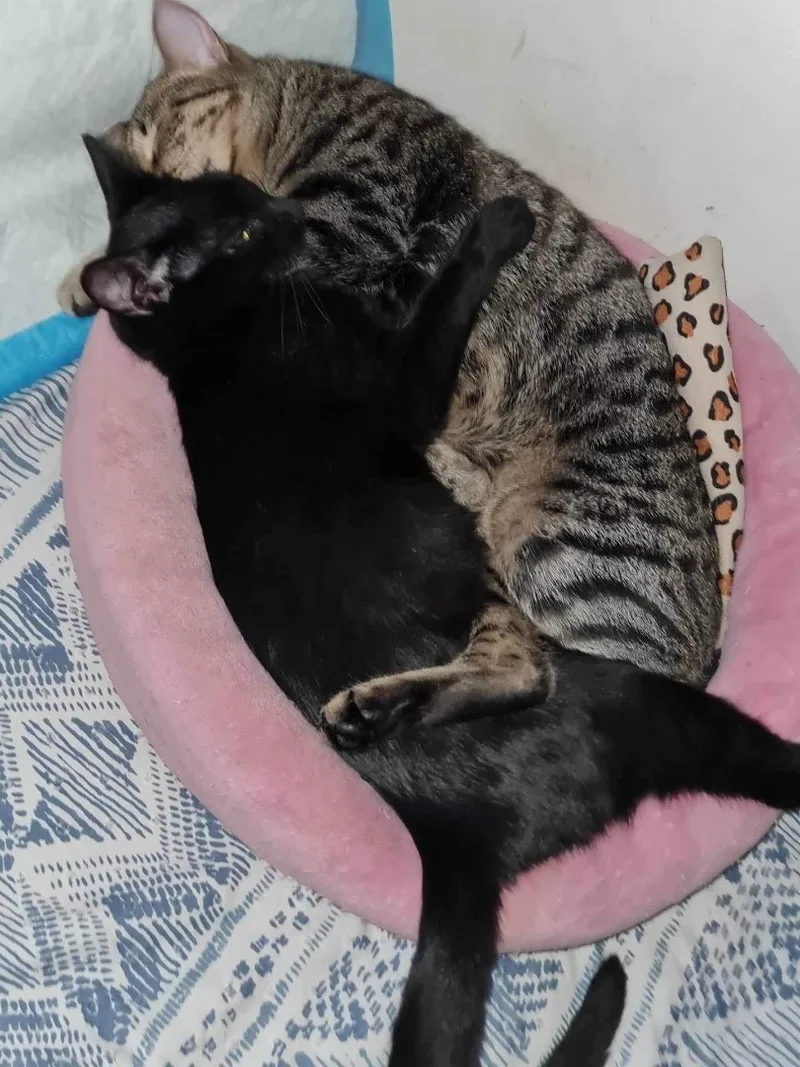 Purrky Indoor Only thumbnail 3