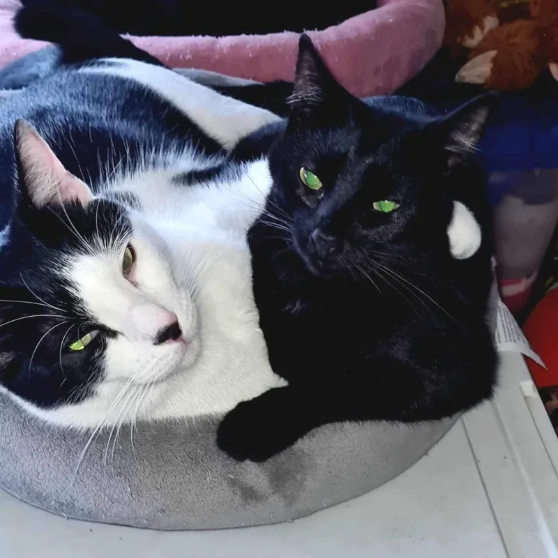 Purrky Indoor Only thumbnail 4