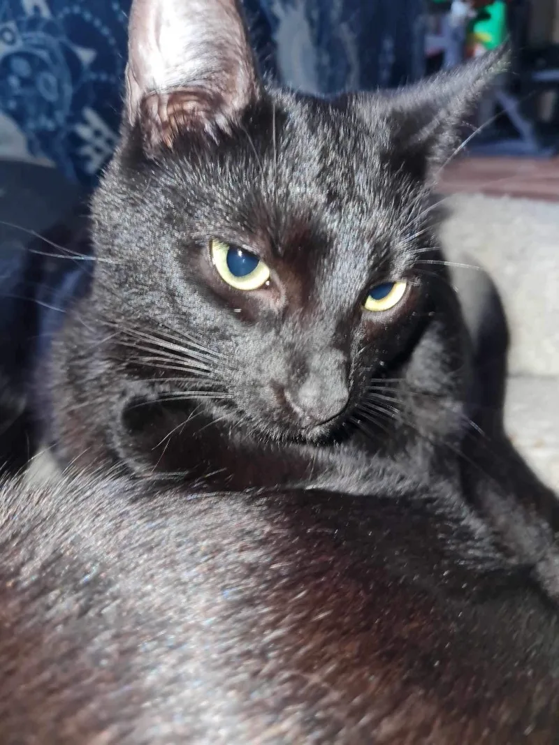 Purrky Indoor Only thumbnail 5