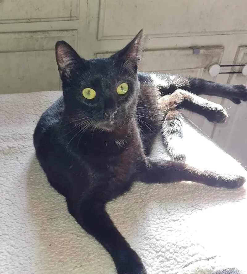 Purrky Indoor Only thumbnail 6