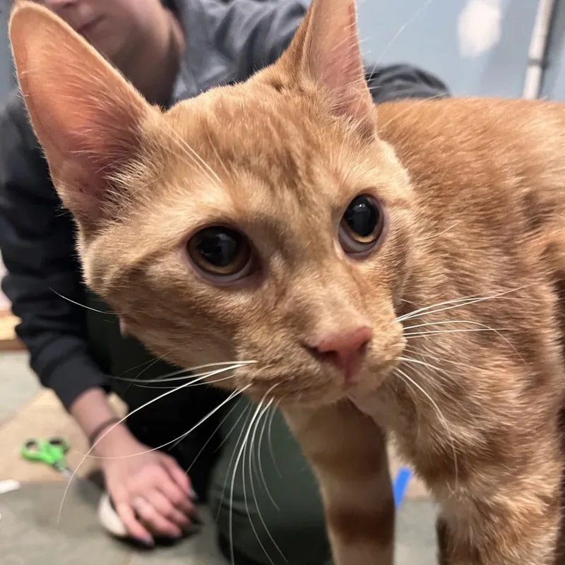 A young medium-sized male Orange / Red Domestic Short Hair cat named Fred for adoption in Chattanooga, TN