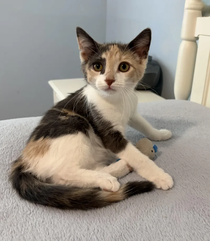 A baby medium-sized female Calico Dilute Calico cat named Marta for adoption in Kenhorst, PA