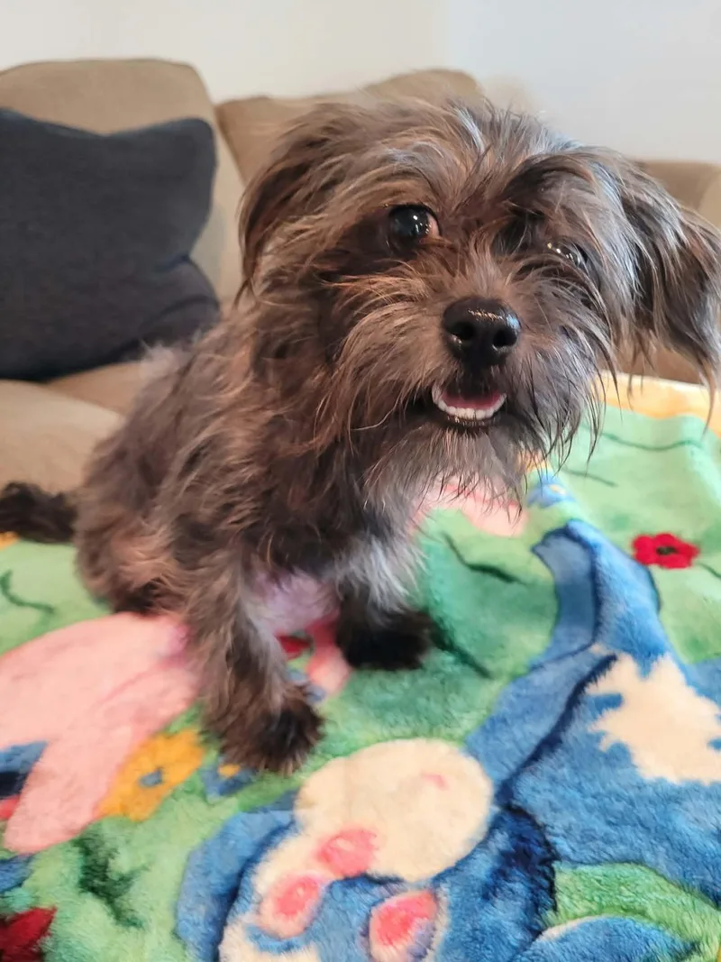 A young small-sized female Affenpinscher dog named Daisy for adoption in Gregory, TX