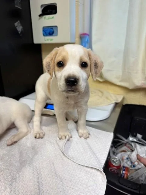 A baby large-sized female Labrador Retriever dog named Twist for adoption in Cookeville, TN