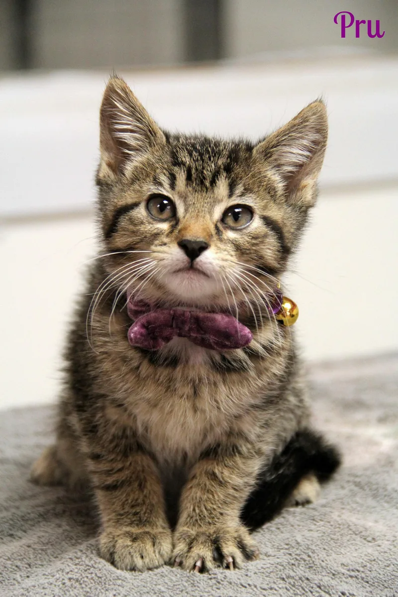 A baby medium-sized female Tabby (Brown / Chocolate) Domestic Short Hair cat named Pru for adoption in Vinton, IA
