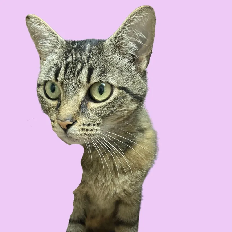 An adult medium-sized female Gray / Blue / Silver Domestic Short Hair cat named Popcorn for adoption in Blue Ridge, GA