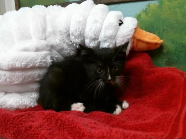 A baby small-sized female Domestic Short Hair cat named Connie for adoption in Houston, TX