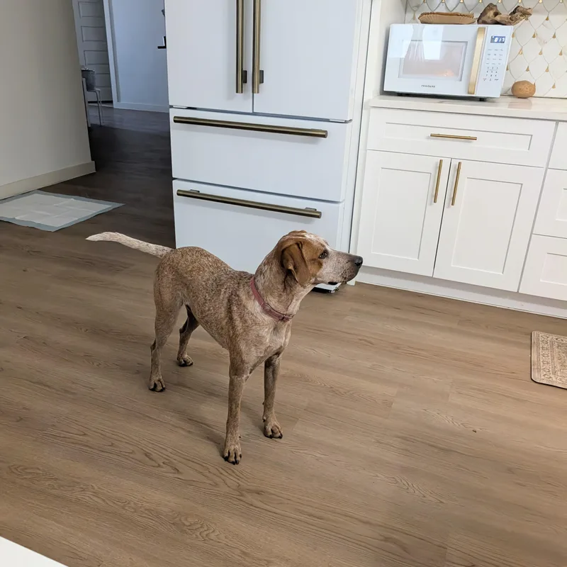Nova