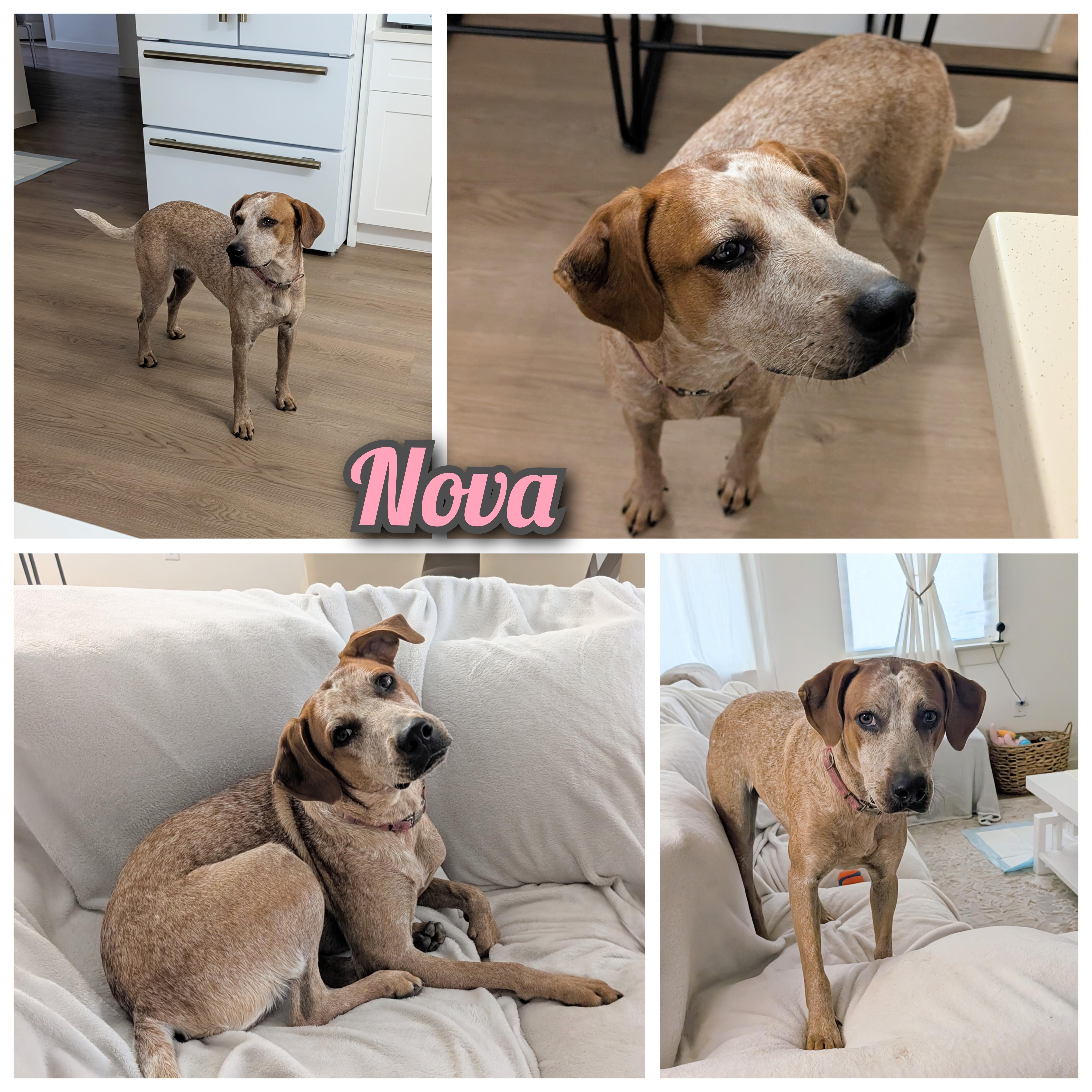 Nova thumbnail 3