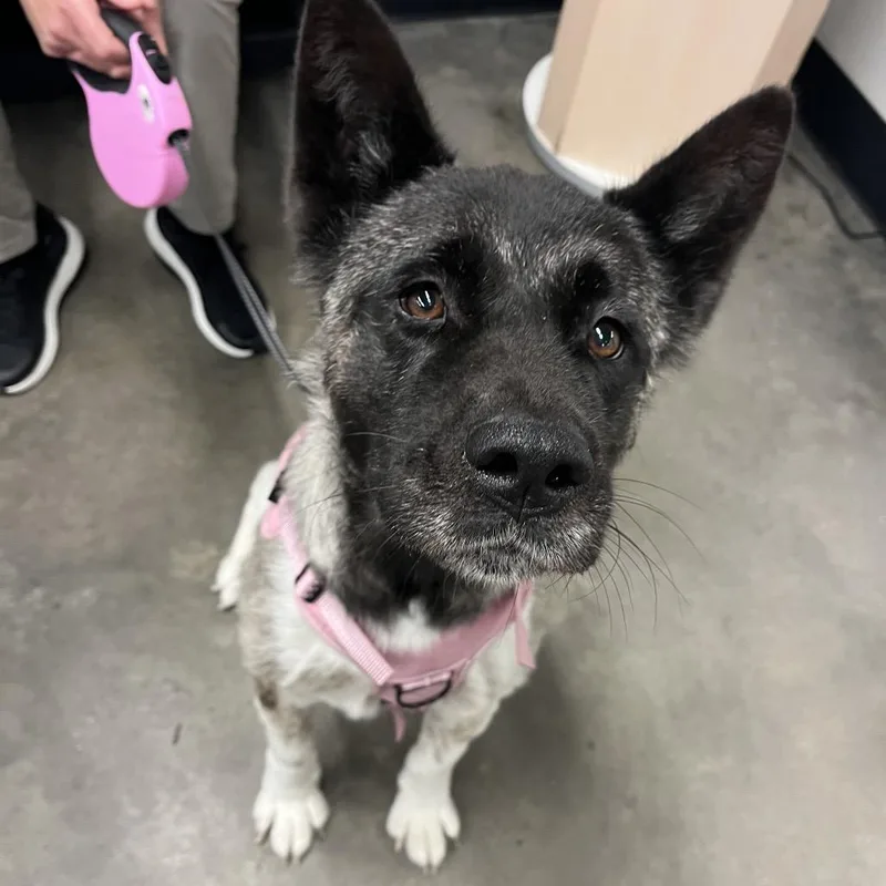 An adult large-sized female Black Akita dog named Zena for adoption in Tampa, FL