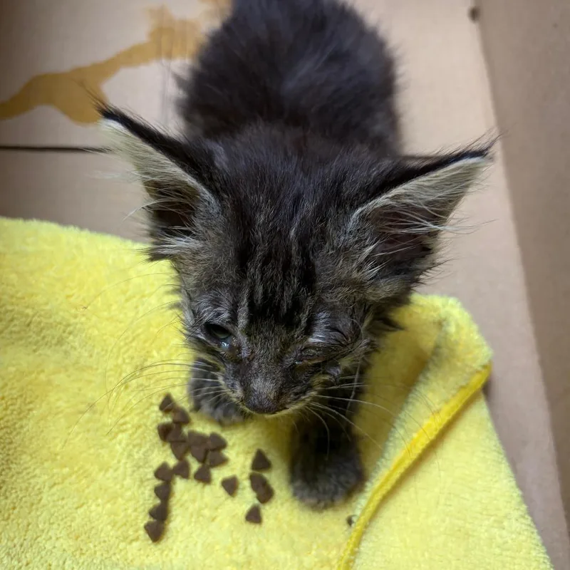 A baby small-sized male Brown / Chocolate Domestic Short Hair cat named 71500 for adoption in Harrisonburg, VA