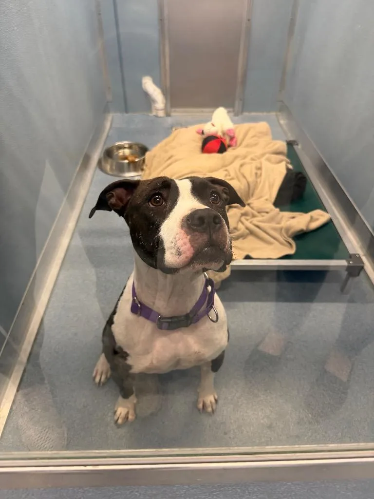 A young medium-sized female Mixed Breed dog named S'more for adoption in Hyde Park, NY