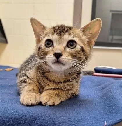 A baby small-sized male Domestic Short Hair cat named Alligator for adoption in Westland, MI