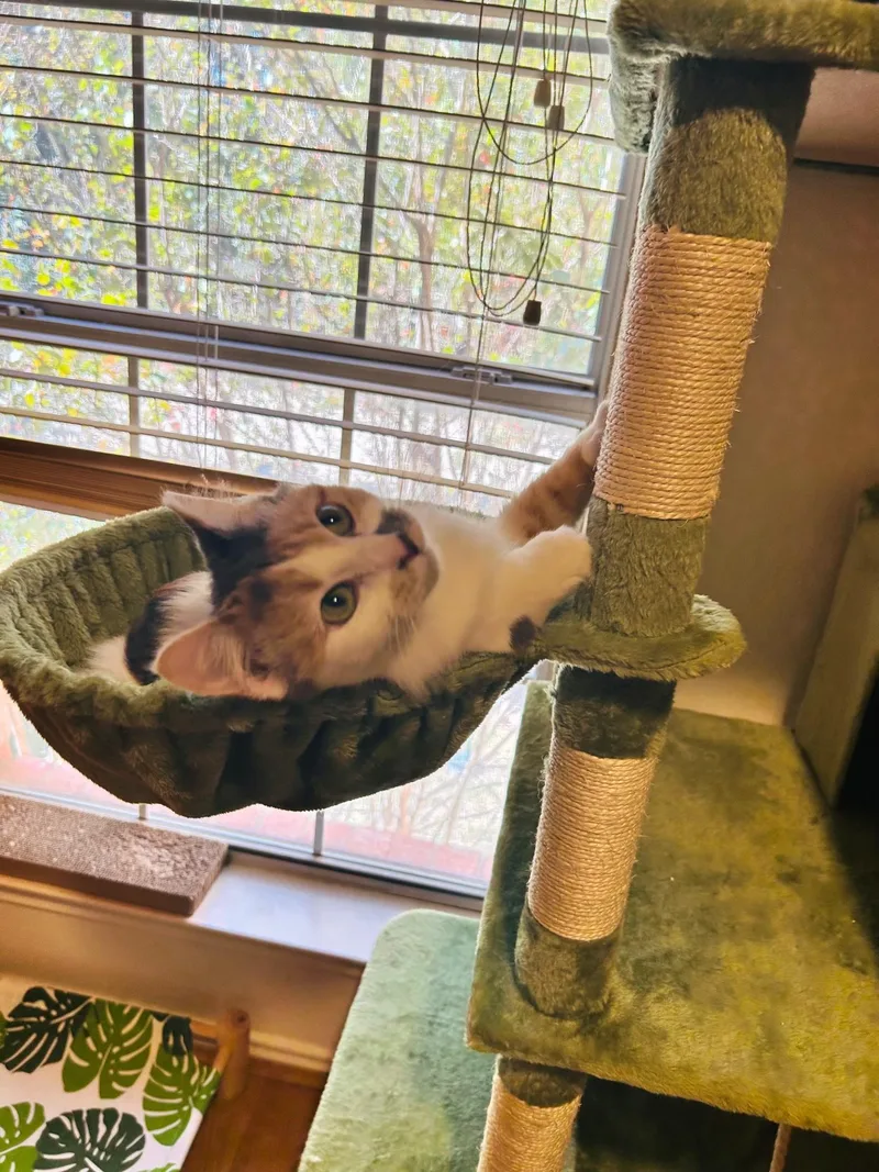 A young medium-sized female Calico cat named Bernie for adoption in Keller, TX