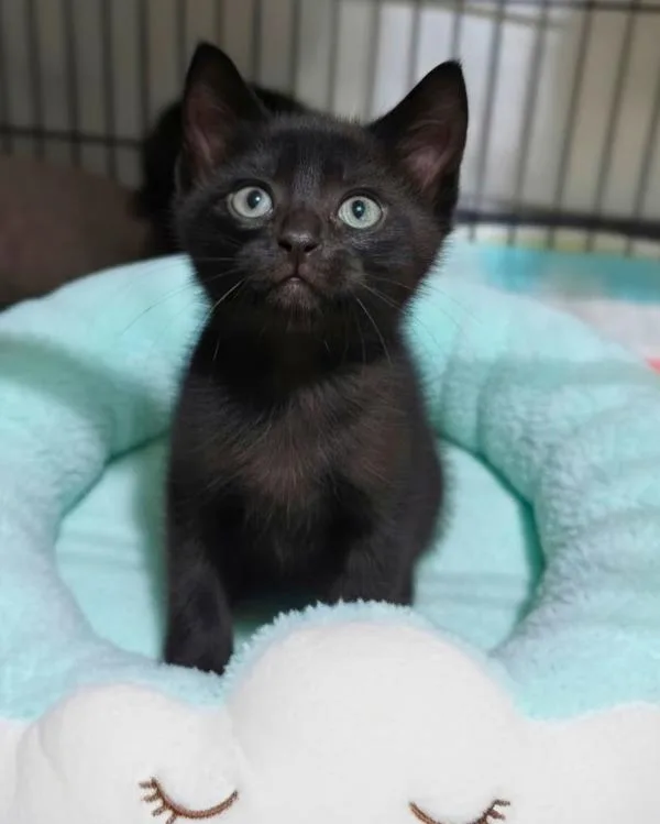 A baby small-sized male Domestic Short Hair cat named Demetrius for adoption in Novato, CA