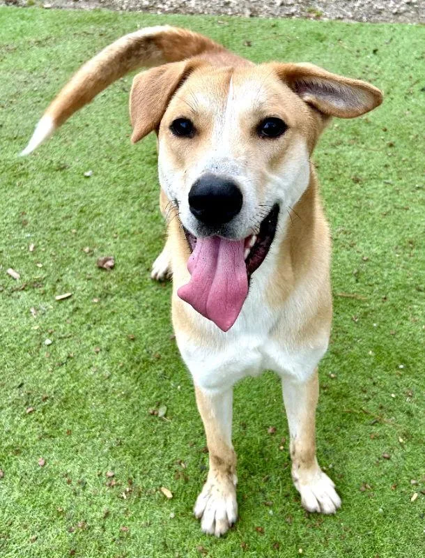 Bunny  Cchs thumbnail 2