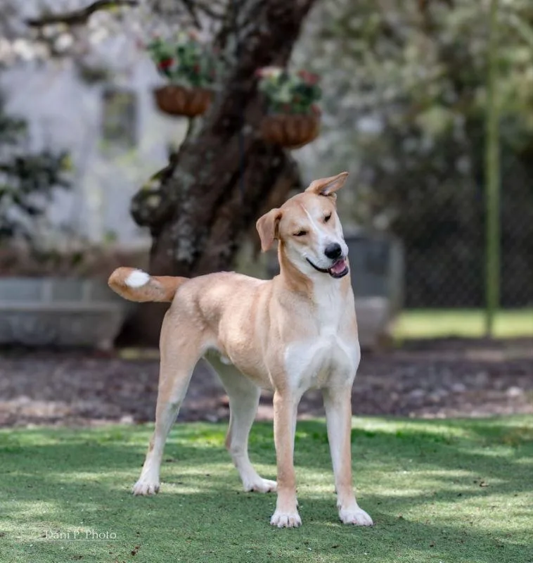 Bunny  Cchs thumbnail 3