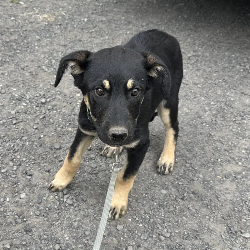 A baby small-sized female Black German Shepherd Dog dog named Camille for adoption in Bellingham, WA