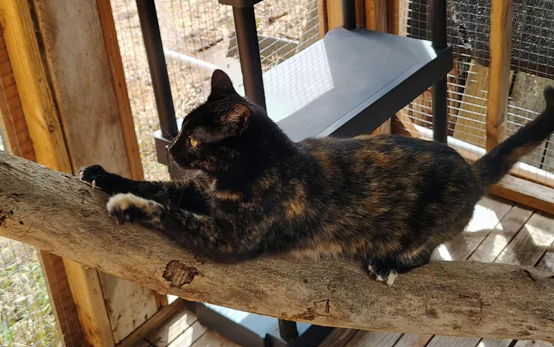 An adult medium-sized female Calico Domestic Short Hair cat named Queen for adoption in Oakville, WA